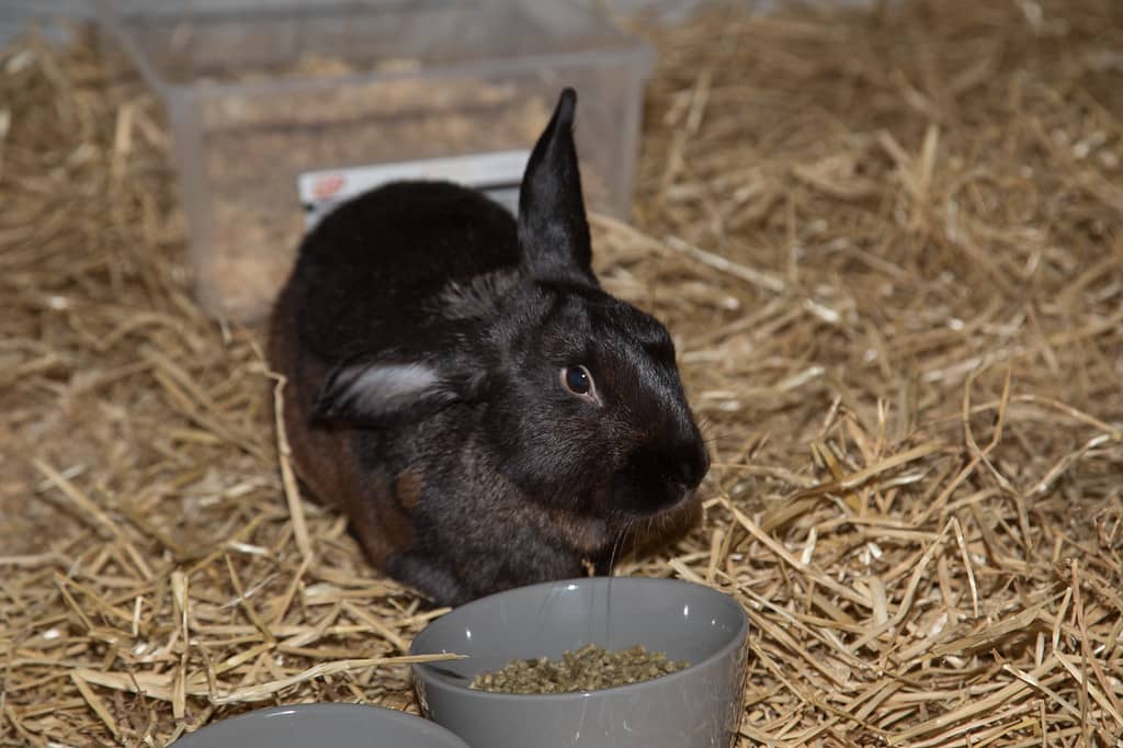 Zawoo Rabbit Zoo Hoo Event | Wigs & Wishes Fundraiser Sewell, NJ